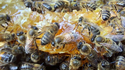 Bees on honeycombs. Close up of honey bee swarm on honeycomb in hive nest, copy space background