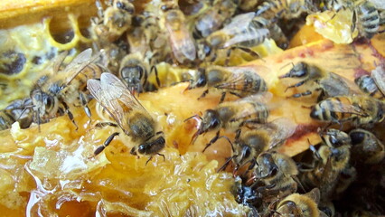 Bees on honeycombs. Close up of honey bee swarm on honeycomb in hive nest, copy space background