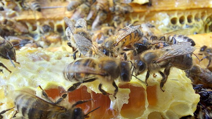 Bees on honeycombs. Close up of honey bee swarm on honeycomb in hive nest, copy space background