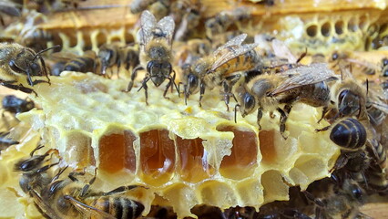 Bees on honeycombs. Close up of honey bee swarm on honeycomb in hive nest, copy space background