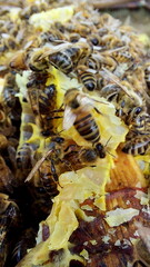 Bees on honeycombs. Close up of honey bee swarm on honeycomb in hive nest, copy space background