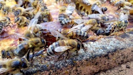 Bees on honeycombs. Close up of honey bee swarm on honeycomb in hive nest, copy space background