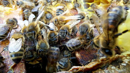 Bees on honeycombs. Close up of honey bee swarm on honeycomb in hive nest, copy space background