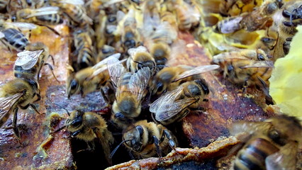 Bees on honeycombs. Close up of honey bee swarm on honeycomb in hive nest, copy space background