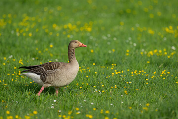 A Greylag Goose walking in a meadow