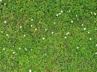 Gänseblümchen-Wiese - Bellis perennis 1 © UT