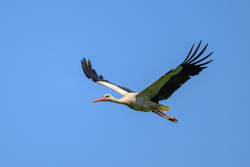 A White Stork in flight blue sky