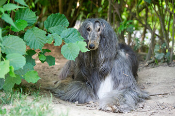Liegender Afghanischer Windhund im Garten
