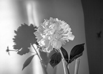 Still life with white poinsettia flower, quiet shadows in the background, soft evening light