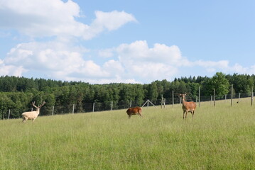 łanie góry  © Weronika