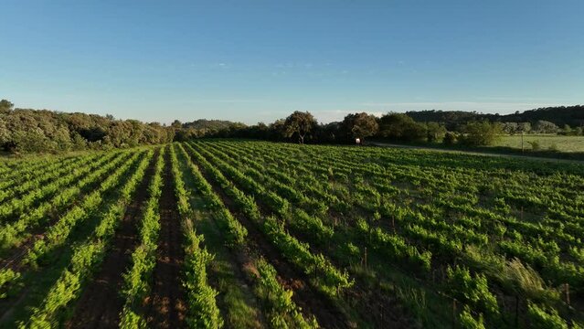 Lush green vineyard rows under a clear blue sky in Occitanie.
