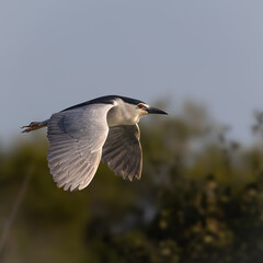 Black Crowned Night Heron (Nycticorax nycticorax) in flight