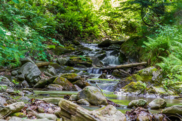 Woda płynąca w lesie  © Adam