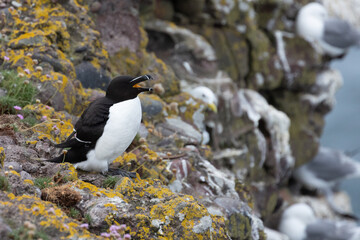 Razorbill on a sea cliff in Scotland 