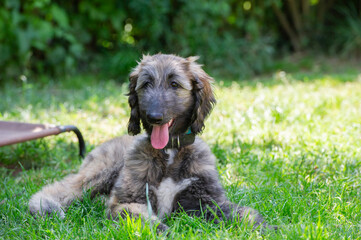 Fototapeta premium Afghanen Welpe liegt im Garten