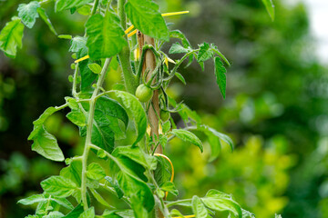 Close-up of tomato plant in pot outdoors at terrace of own garden at Swiss City of Zürich. Photo taken June 20th, 2024, Zurich, Switzerland.