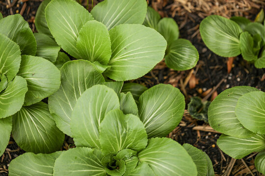 Bok choy growing in vegetable garden. Green leafy asian vegetables
