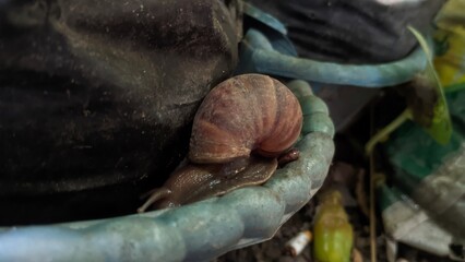 the snail and the ground