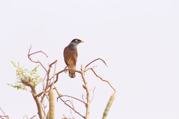 myna