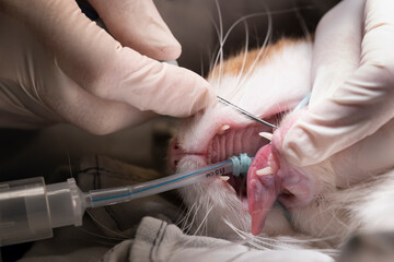 Vet loosens a diseased tooth from the tooth socket of the lower jaw of an intubated cat with an...