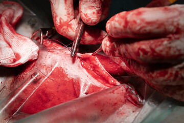 Vet picks up the skin with tweezers and the needle and thread are inserted through the subcutis with a needle guide. Suturing of the wound after sterilization of the dog