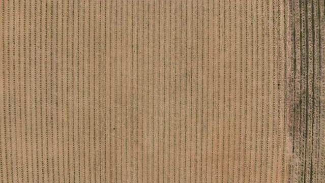 Patterned field with parallel crop lines from above
