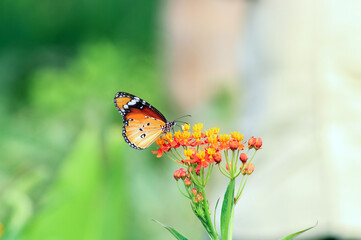 Common Tiger Butterfly
