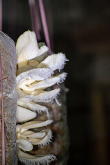 Pleurotus ostreatus, the oyster mushroom is a common edible mushroom. It is one of the more commonly sought wild mushrooms, though it can also be cultivated on straw and other media.