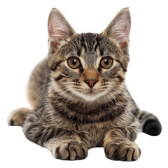 Close-up of a cute tabby cat with striking eyes and a calm expression, lying down against a white background.