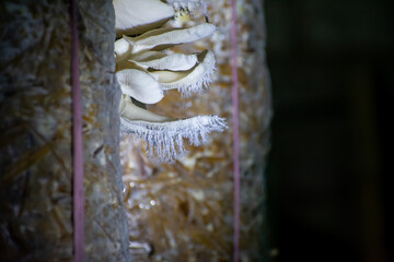 Pleurotus ostreatus, the oyster mushroom is a common edible mushroom. It is one of the more commonly sought wild mushrooms, though it can also be cultivated on straw and other media.