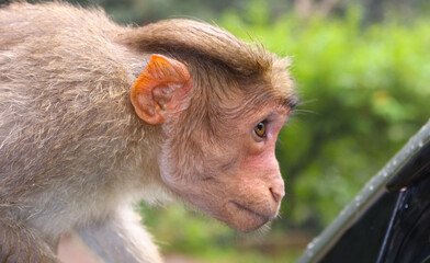 Fototapeta premium close up of a macaque