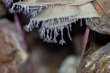 Pleurotus ostreatus, the oyster mushroom is a common edible mushroom. It is one of the more commonly sought wild mushrooms, though it can also be cultivated on straw and other media.