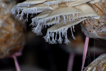 Pleurotus ostreatus, the oyster mushroom is a common edible mushroom. It is one of the more commonly sought wild mushrooms, though it can also be cultivated on straw and other media.