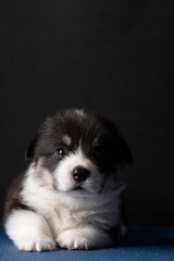Beautiful Pembroke Kogi puppy