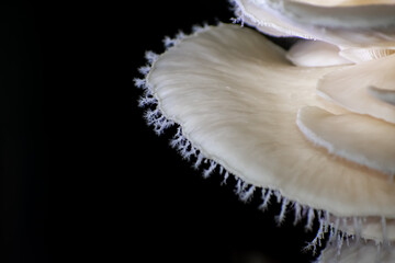 Pleurotus ostreatus, the oyster mushroom is a common edible mushroom. It is one of the more commonly sought wild mushrooms, though it can also be cultivated on straw and other media.