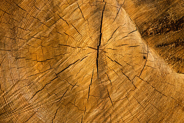 Fototapeta premium Sunny Wood Grain