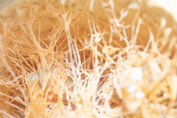 Close up of pumpkin pulp