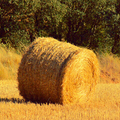 Freshly Mown Field with Hay Bales Scattered Throughout the Scene