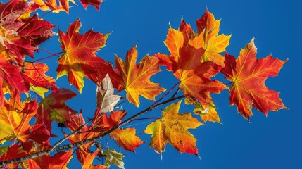 Maple leaves on a sunny autumn day against a deep blue sky