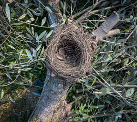 Bird's Nest in Olive Tree