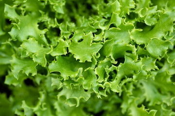 Green lettuce background. Close-up view of growing young frilly green lettuce leaves