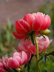 Paeonia 'Coral Sunset' blooms in summer garden