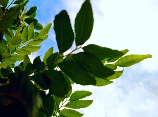 Curry leave in clear sky. 