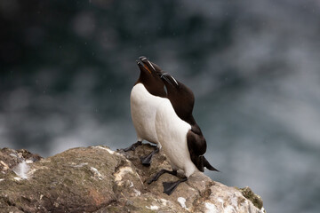 Razor Bill in pairs posing 