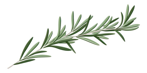Naklejka premium PNG A rosemary plant herbs leaf.