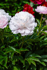 Beautiful white flower of peony (paeonia gene wild) blooms in summer garden