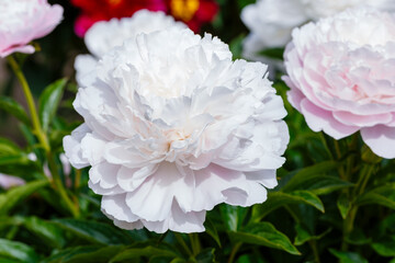  Paeonia Gene Wild blooms in summer garden