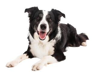 Fototapeta premium Full body shot of Border Collie dog, lying down, smiling.