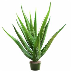 Obraz premium Aloe vera plant isolated on a white background, showcasing its fresh, green leaves and natural texture.