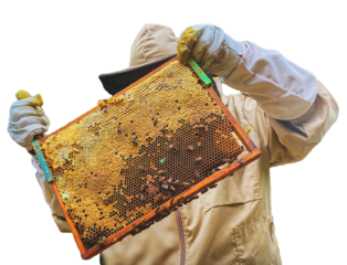 Pszczelarz w stroju ochronnym przy ulu z plastrem miodu i pszczołami. Przezroczyste tło.